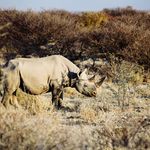 Rhino